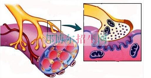 成都什么麻醉學學校好