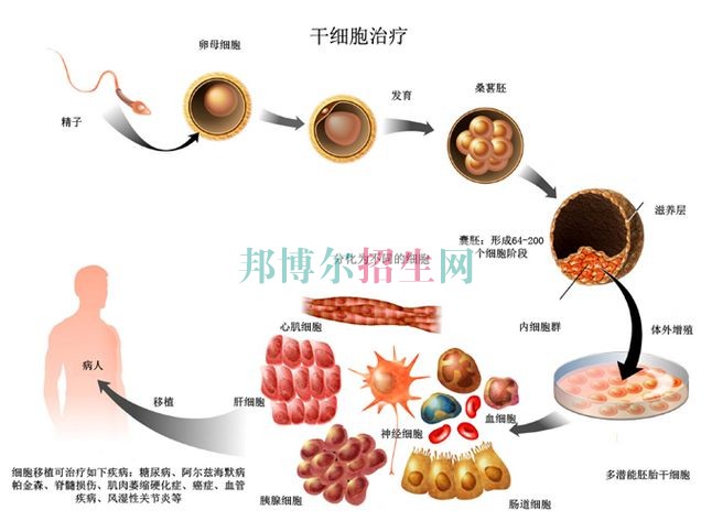 成都臨床醫(yī)學(xué)多少錢